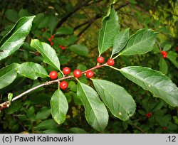 Ilex verticillata (ostrokrzew okółkowy)