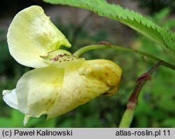 Impatiens scabrida