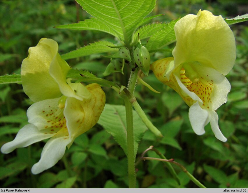 Impatiens scabrida