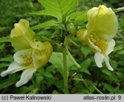 Impatiens scabrida