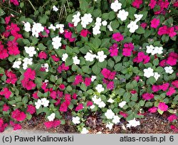 Impatiens walleriana (niecierpek Wallera)