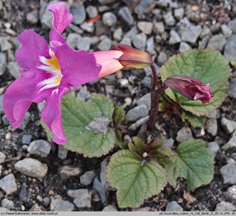 Incarvillea mairei (inkarwilla Maire'a)