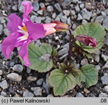 Incarvillea mairei (inkarwilla Maire'a)