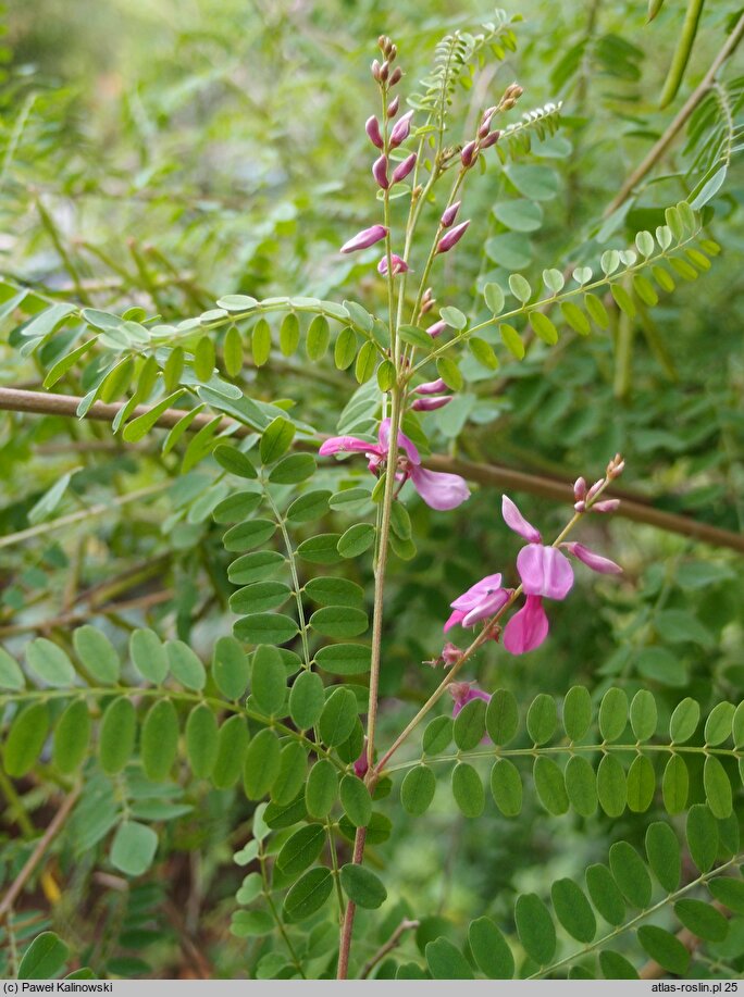 Indigofera heterophylla