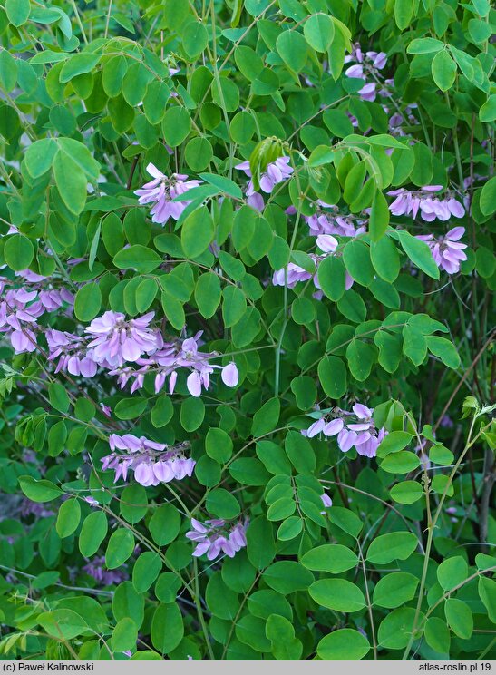 Indigofera kirilowii (idygowiec Kiriłowa)