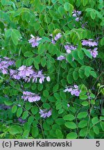 Indigofera kirilowii (idygowiec Kiriłowa)