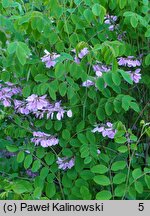 Indigofera kirilowii (idygowiec Kiriłowa)