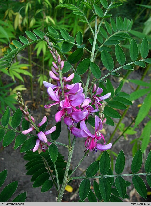 Indigofera tinctoria (indygowiec barwierski)