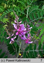 Indigofera tinctoria (indygowiec barwierski)