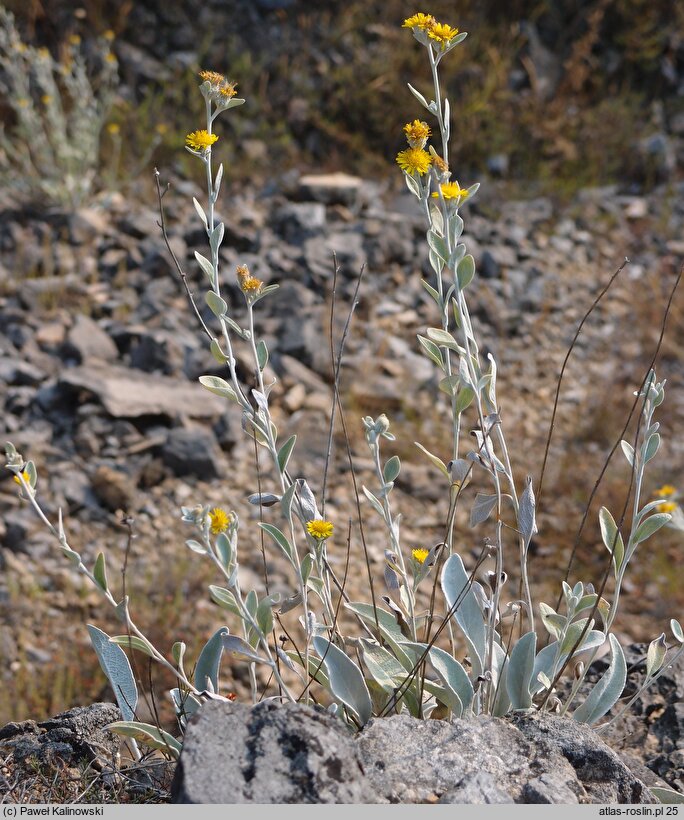 Pentanema aschersonianum