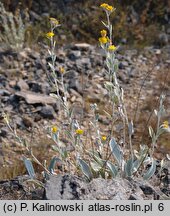Pentanema aschersonianum