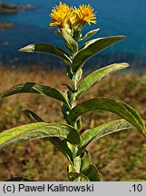 Inula germanica (oman niemiecki)