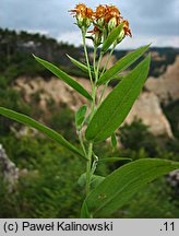 Inula germanica (oman niemiecki)