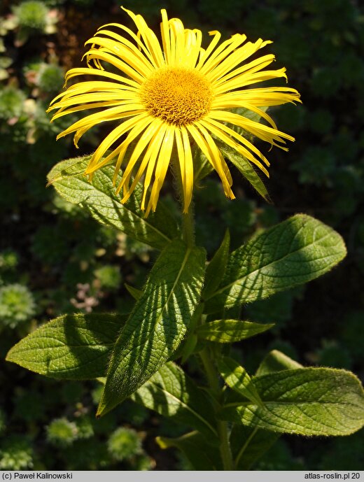 Inula hookeri (oman Hookera)