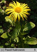 Inula hookeri (oman Hookera)