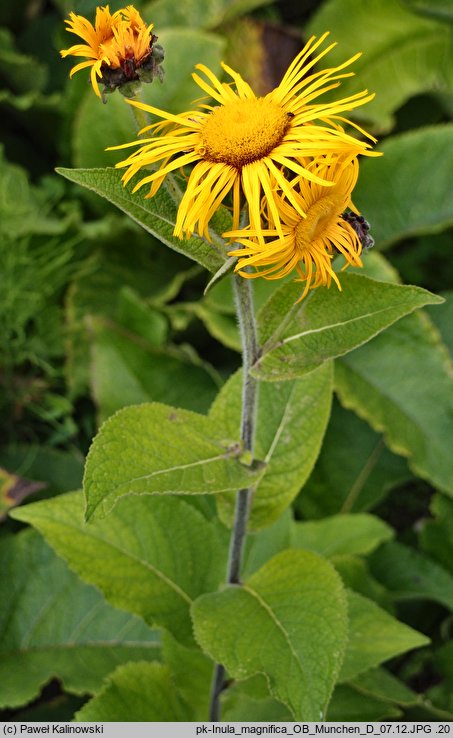 Inula magnifica (oman wspaniały)