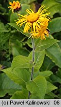 Inula magnifica (oman wspaniały)