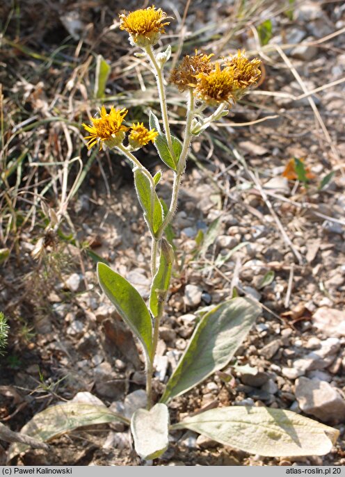 Inula oculus-christi (oman oko Chrystusowe)