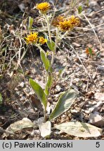 Inula oculus-christi (oman oko chrystusowe)