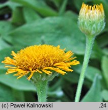 Inula oculus-christi (oman oko Chrystusowe)