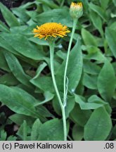 Inula oculus-christi (oman oko Chrystusowe)