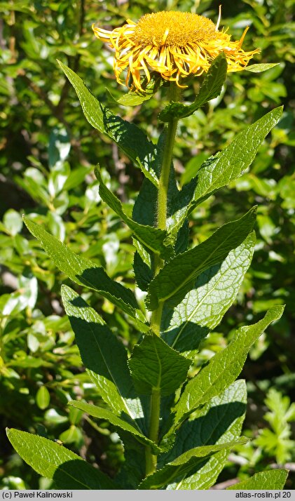 Inula orientalis (oman wschodni)