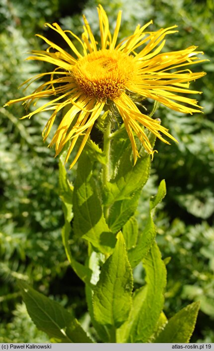 Inula orientalis (oman wschodni)