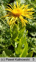 Inula orientalis (oman wschodni)