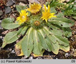 Inula rhizocephala