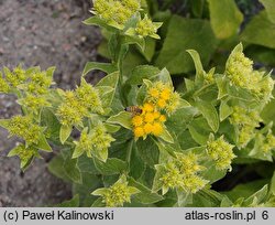 Inula thapsoides