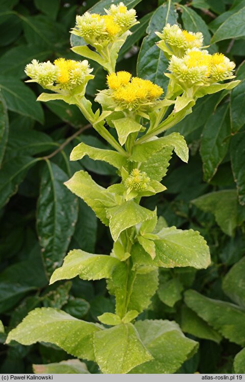 Inula thapsoides