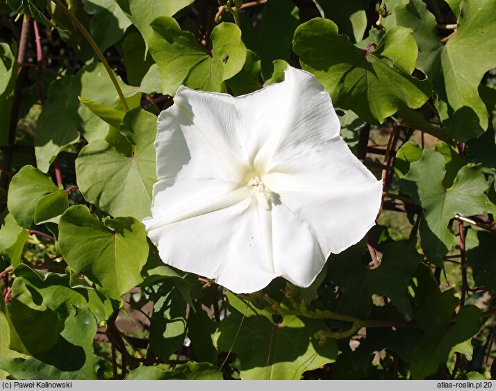 Ipomoea alba (wilec biały)