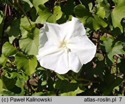 Ipomoea alba (wilec biały)