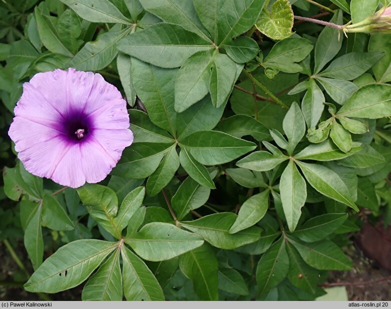 Ipomoea cairica