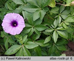 Ipomoea cairica