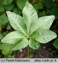 Ipomoea cairica