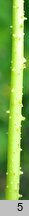Ipomoea cairica