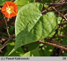 Ipomoea coccinea (wilec szkarłatny)