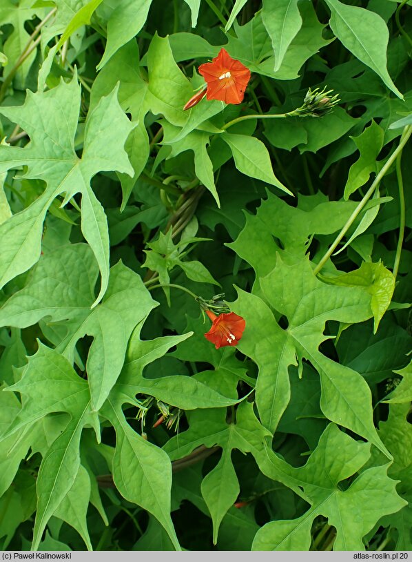 Ipomoea cristulata