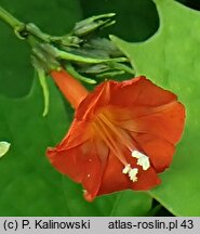 Ipomoea cristulata