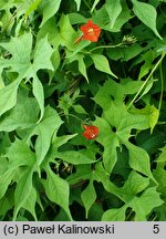 Ipomoea cristulata