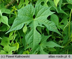 Ipomoea cristulata