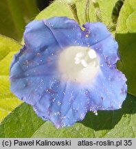 Ipomoea nil