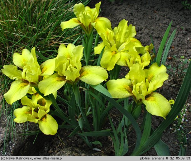 Iris arenaria