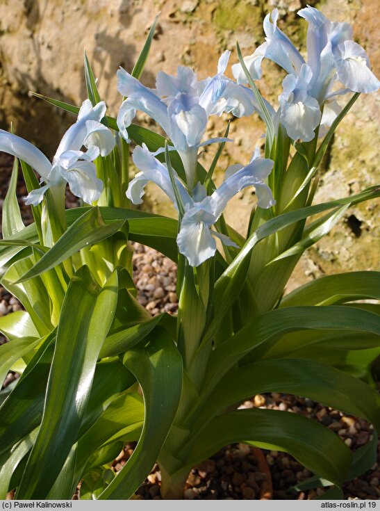 Iris aucheri