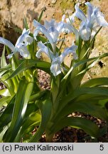 Iris aucheri