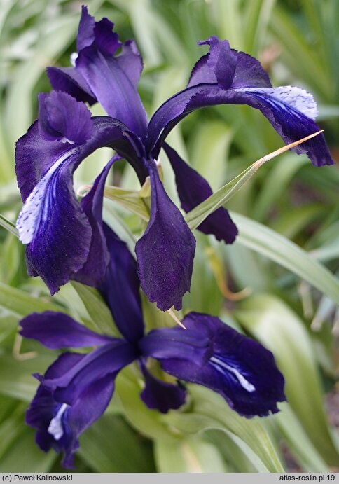 Iris aucheri Shooting Star