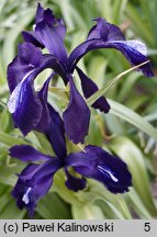 Iris aucheri Shooting Star