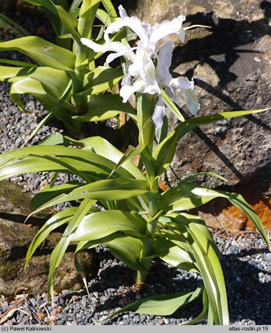 Iris aucheri Snow White