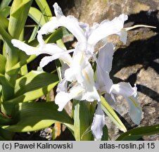 Iris aucheri Snow White